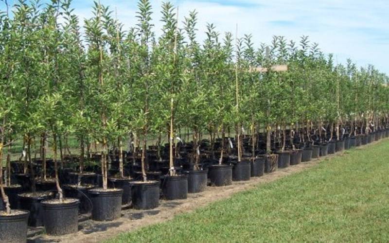 نواختن زنگ درختکاری در کرمان